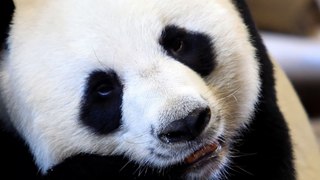 Get up close and personal with pandas