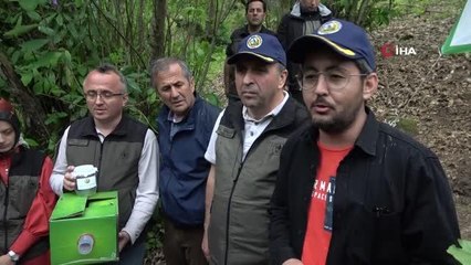 Katil gal arısında tehlike büyüyor, Zonguldak'ta bin 20 terminatör böcek doğaya salındı