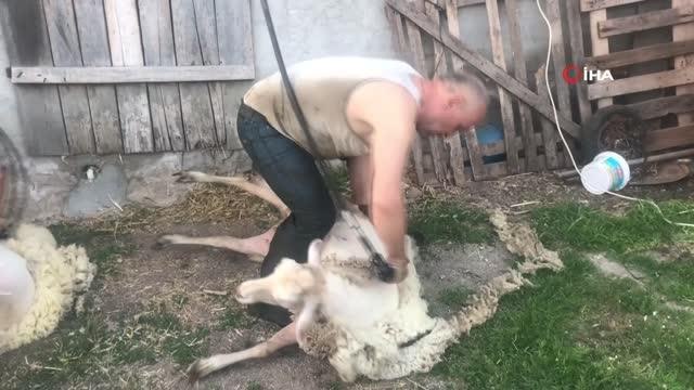 Çanakkale'de günde 100 koyun kırkan 2 bin lira kazanıyor