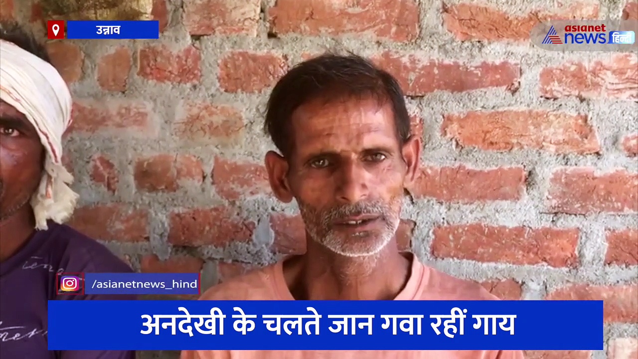 भीषण गर्मी के बीच गो-शाला में गोवंशों का बुरा हाल, अनदेखी के चलते जान गवा रहीं गाय