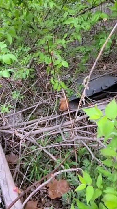 Rescuing a Bird Tangled in Plastic