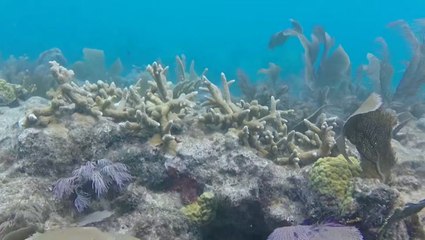 University of Miami study finds baby corals can contract deadly disease