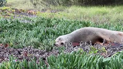 Foca escapa por tercera vez y termina en calles de San Diego