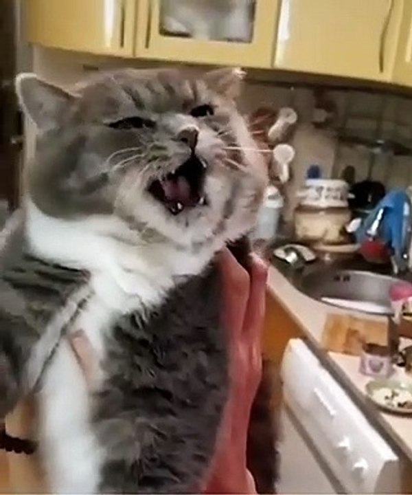 Can cats talk | جنون القطط 