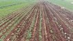 Adana'da turfanda patates hasadı başladı: Kilosu 9 lira