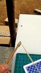 Failed attempt to kill a fly | محاوله فاشله لقتل ذبابه 