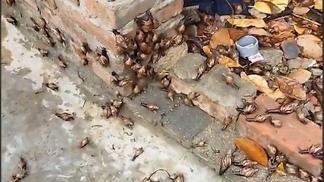 Hundreds of snails crawl into yard