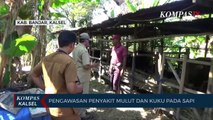 Awasi Penyakit Mulut dan Kuku Sapi, Penyisiran Terus Dilakukan ke Peternak di Kabupaten Banjar