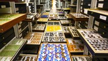 Inside the largest natural history collection in the world — the 147 million specimens hidden in the Smithsonian