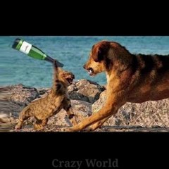 Funny Animal Videos Compilation || Must Funniest Animals On The Internet