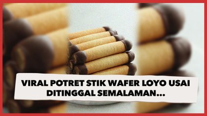 Viral Potret Stik Wafer Loyo Usai Ditinggal Semalaman, Warganet: Kehilangan Semangat Hidup