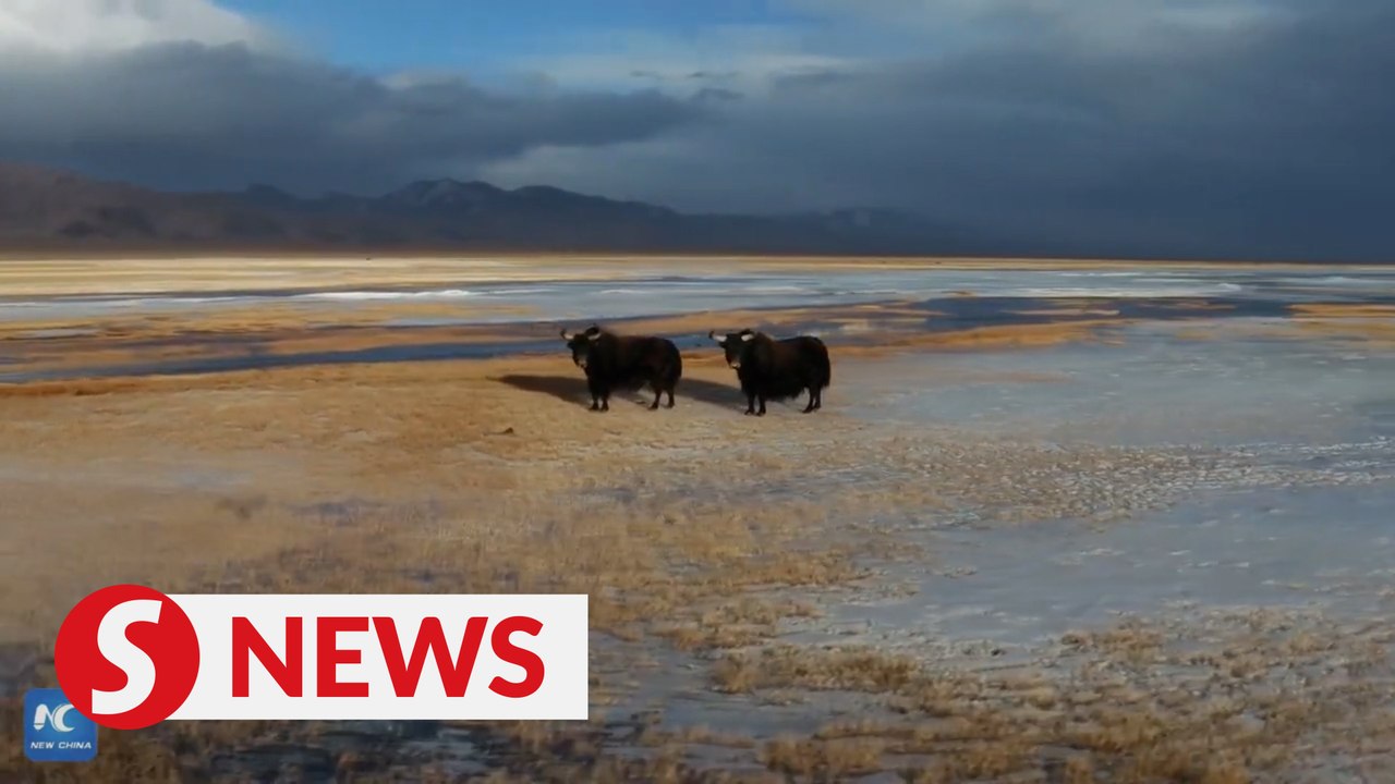 Watch how wildlife roam free in northwest China's Altun Mountains