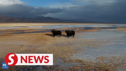 Watch how wildlife roam free in northwest China's Altun Mountains