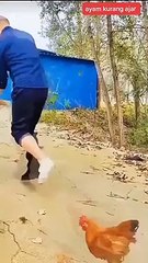 Funny chicken || chicken mocking people