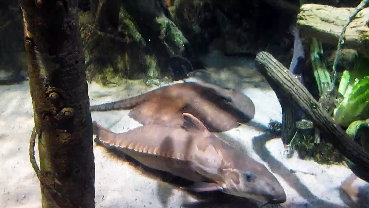 Stingray at National Aquarium of Baltimore Maryland