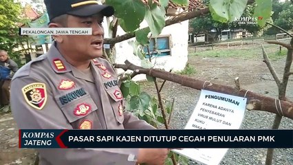 Pasar Sapi Kajen Ditutup Cegah Penularan PMK
