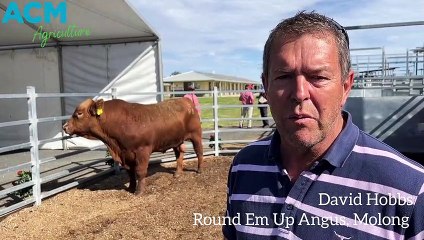 Goldmaster tops Tamworth Red Angus sale | May 19, 2022 | The Land
