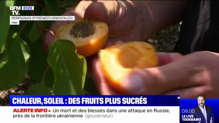 Avec la chaleur et le soleil, les fruits sont plus sucrés
