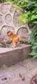 Baby monkey newborn cute animals 14