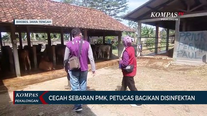 Cegah Sebaran PMK, Petugas Bagikan Disinfektan