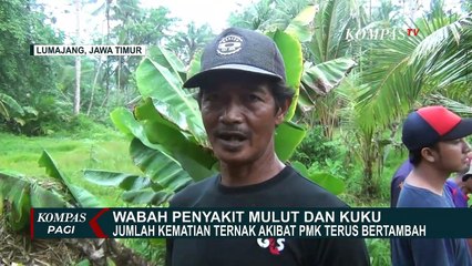 Download Video: Akibat Wabah PMK! Peternak Sapi Lumajang Rugi Puluhan Juta