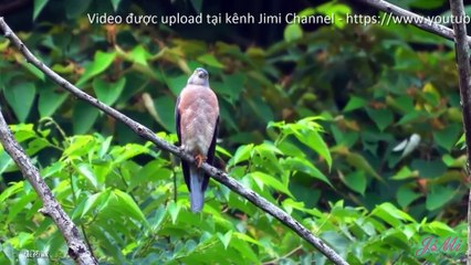 Ó Trung Quốc – Loài Chim Săn Nhỏ Trong Các Khu Rừng