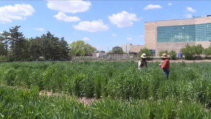 Kaliteli arpa ve buğday tohumu için melezleme çalışması yapılıyor