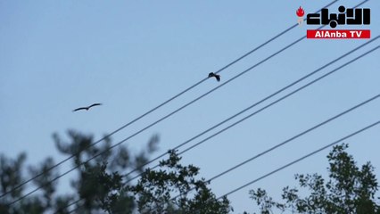 طيور اللقلق المهاجرة تتوقف في جنوب لبنان خلال رحلتها إلى أوروبا