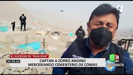 Comas: Municipio despliega equipo de trabajo para atrapar al zorro Juaneco