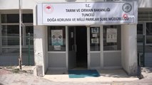 Tunceli'de anneleri ölen yavru sincaplar biberonla besleniyor