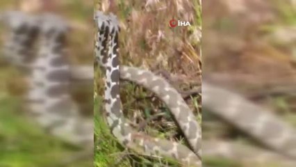 Yılanların dansı böyle görüntülendi