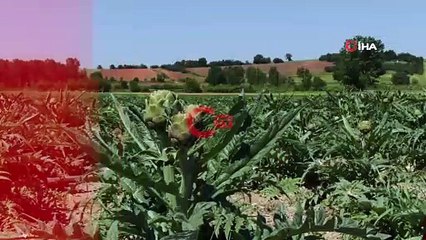 Coğrafi işaret tescilli Hasanağa enginarında hasat zamanı