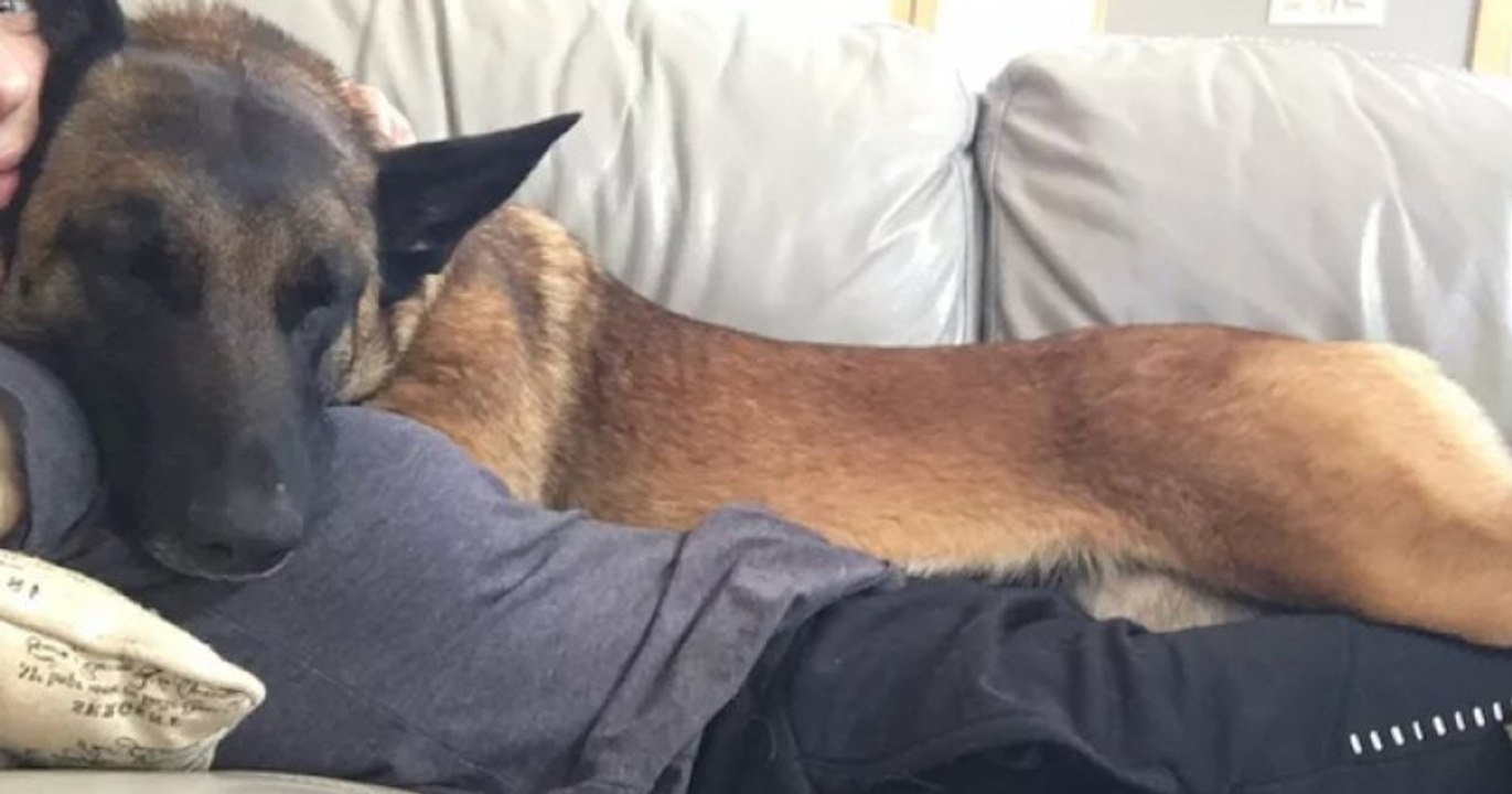 « Mon chien est mon héros et je lui dois la vie », ce malinois a sauvé sa maîtresse d'une attaque de puma