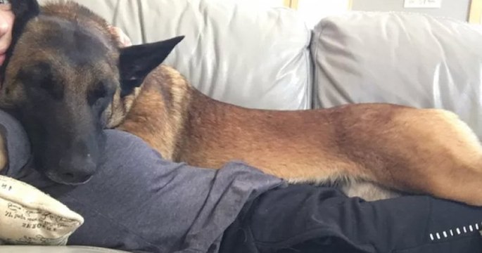 « Mon chien est mon héros et je lui dois la vie », ce malinois a sauvé sa maîtresse d'une attaque de puma