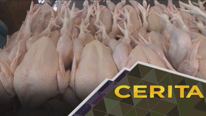 Cerita Sebalik Berita: Bekalan ayam, benarkah penternak protes?