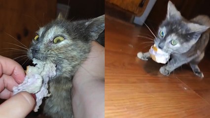 'Cat is not happy about having to give up the bagel in her mouth '