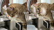 'Cute & Curious cat doesn't want the kitchen faucet to stop running  '
