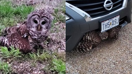 'Joplin couple spend Easter Sunday rescuing an owl that hit their car '