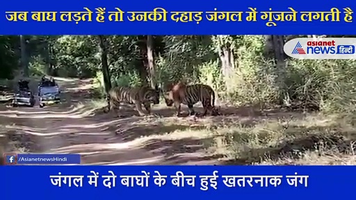 जंगल में हुई दो बाघों के बीच हुई खतरनाक जंग, कैमरे में कैद हुआ रेयर फाइट का VIDEO