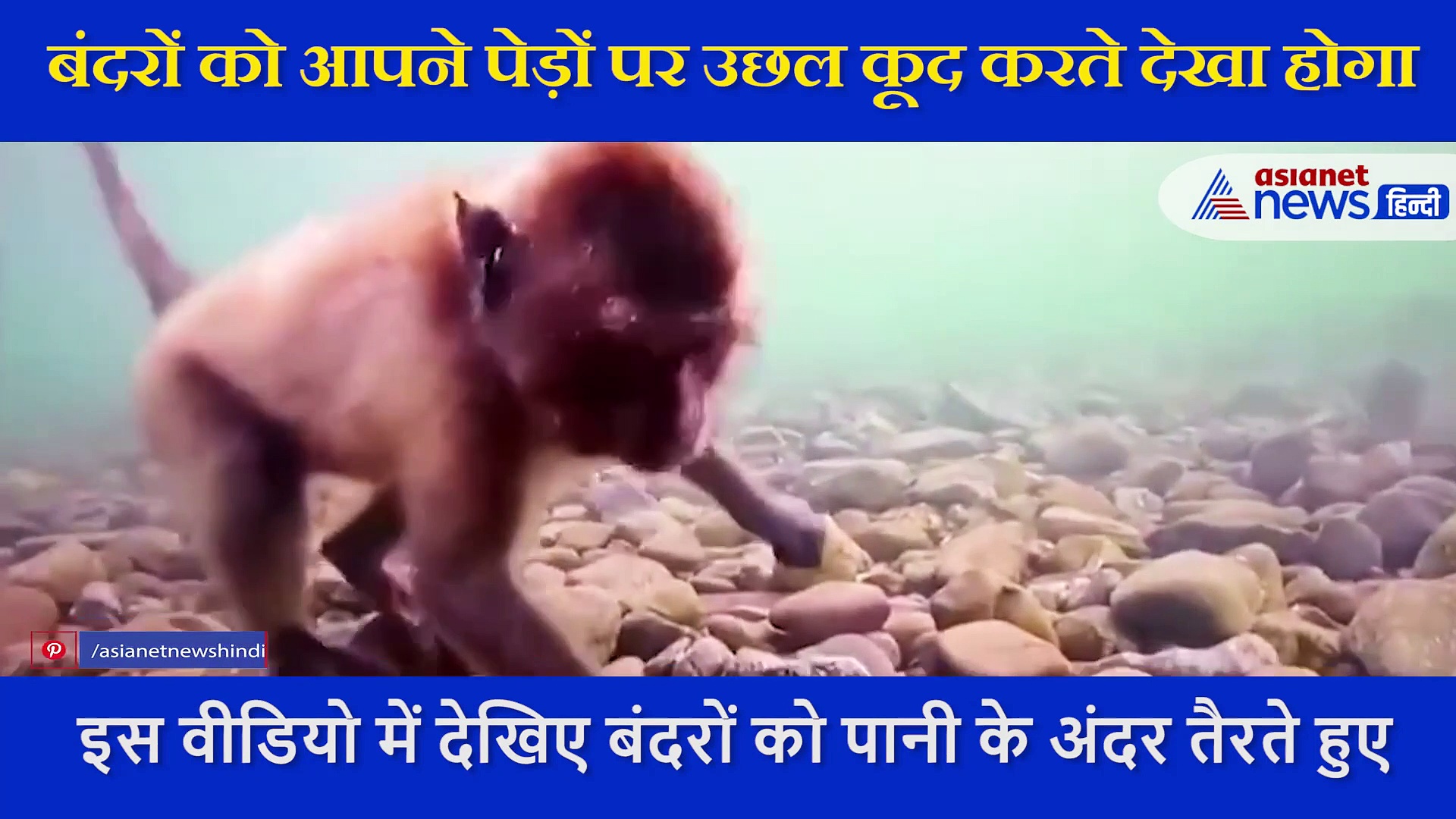 पानी के अंदर से बंदर ऐसे निकालते हैं खाना, वीडियो में देखें कैसे तैरते हैं मंकी