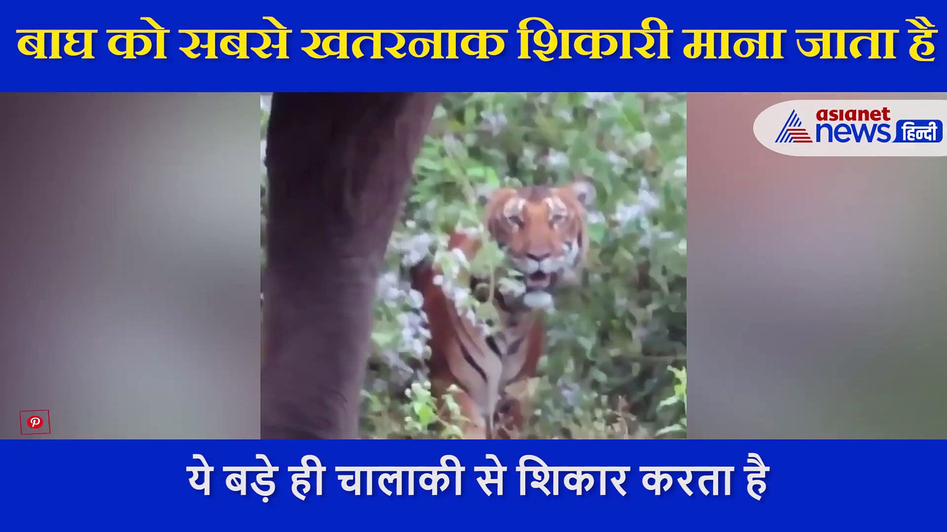 खुले में खड़ा था हाथी और झाड़ियों के पीछे छिपा था बाघ, देखें आगे क्या हुआ, VIDEO