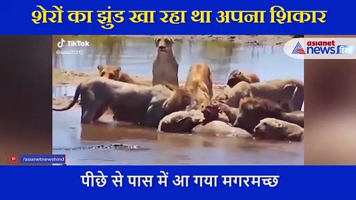 शेरों का झुंड खा रहा था अपना शिकार, पीछे से आया मगरमच्छ देखें फिर क्या हुआ-VIDEO