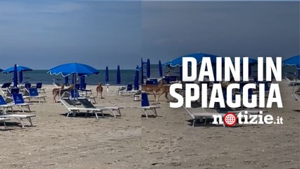 Rovigo, l’incredibile avvistamento del branco di daini sulle spiagge dell’isola di Albarella: il video