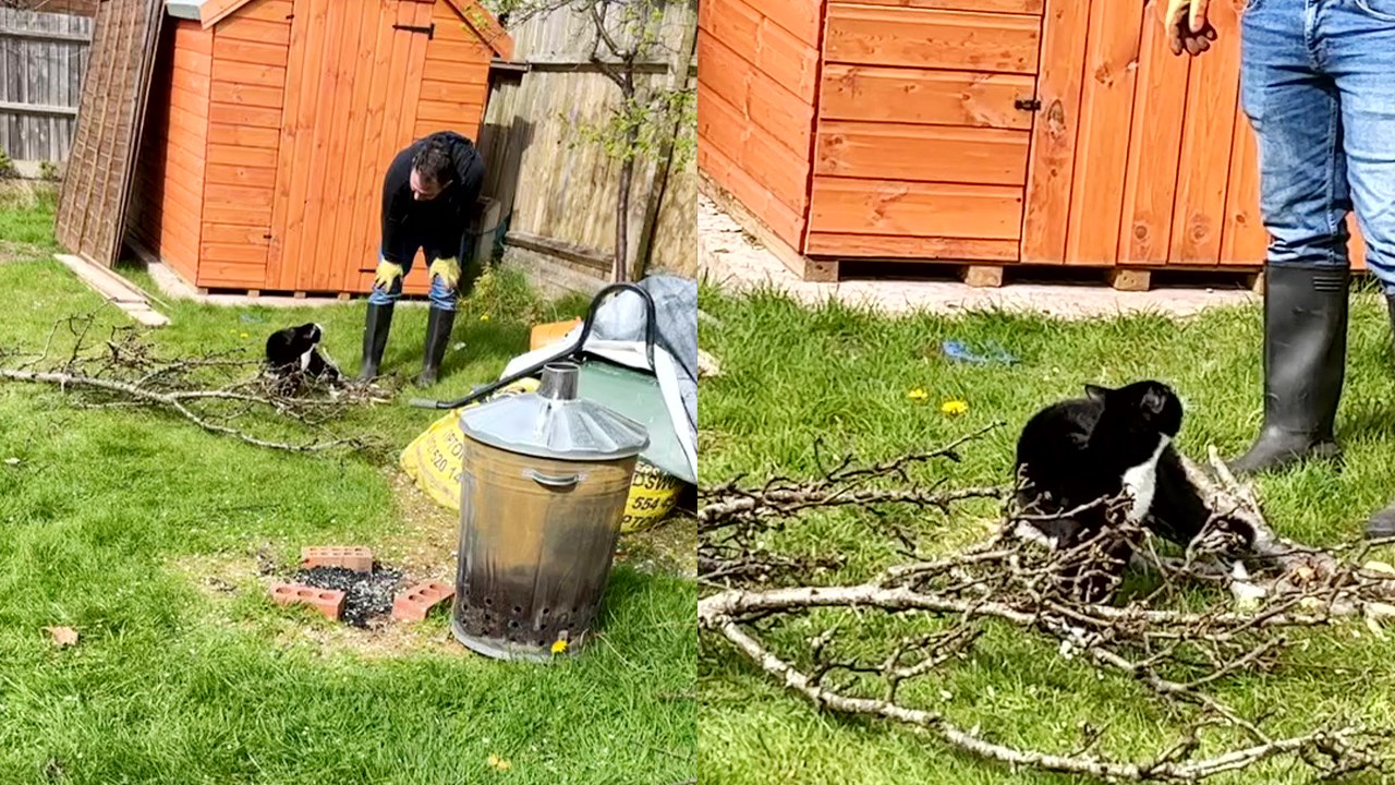 'Cranky cat wants his owner's attention as he cuts down branches '