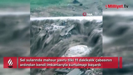Sel sularında mahsur kalan tilki kurtulmayı başardı