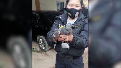 La police péruvienne arrête un «pigeon dealer» qui tentait de faire passer de la marijuana en prison
