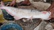 Big Size 8KG Pangas Fish Cutting By Expert Fish Cutter | Amazing Fish Cutting Skills
