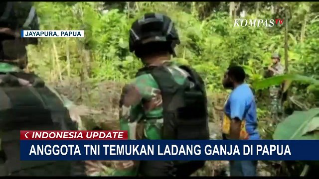 Anggota TNI Temukan Ladang Ganja Seluas 400 Meter di Papua