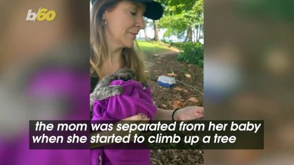 Moving Video Shows Reunion Between a Three-Fingered Sloth and Her Baby