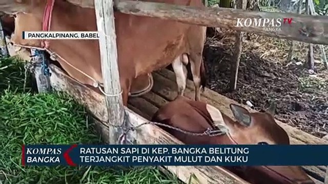 Ratusan Sapi di Kep. Bangka Belitung Terjangkit Penyakit Mulut dan Kuku